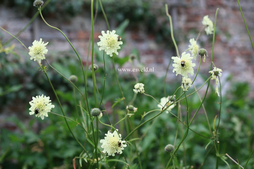 Cephalaria gigantea