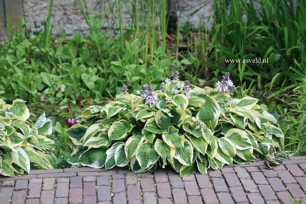 Hosta 'Wide Brim'