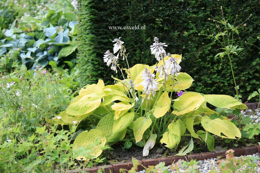 Hosta 'Zounds'