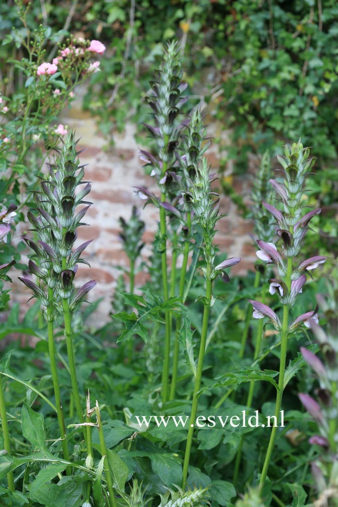 Acanthus hungaricus