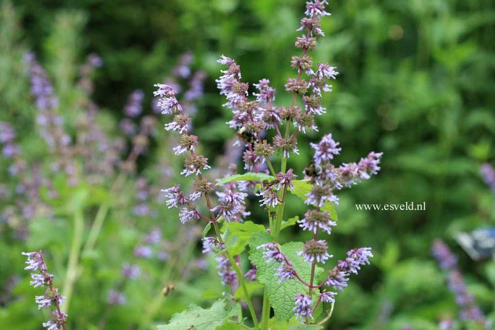 Salvia verticillata 'Purple Rain'