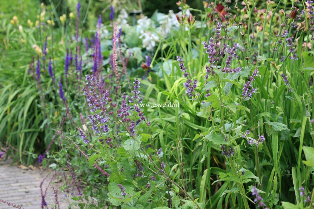 Salvia verticillata 'Purple Rain'