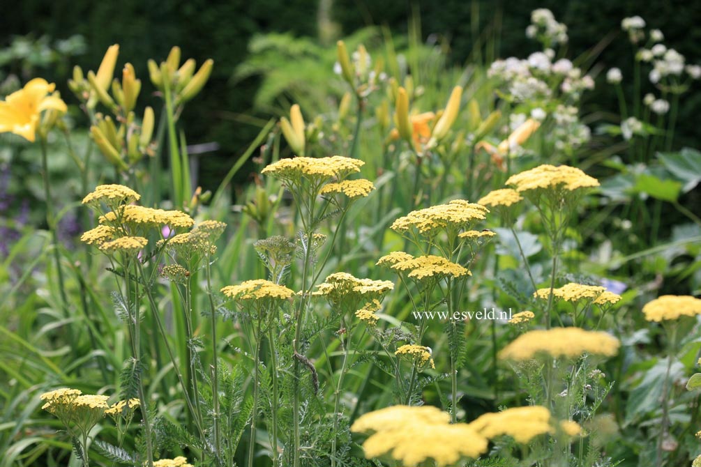 Achillea 'Credo'