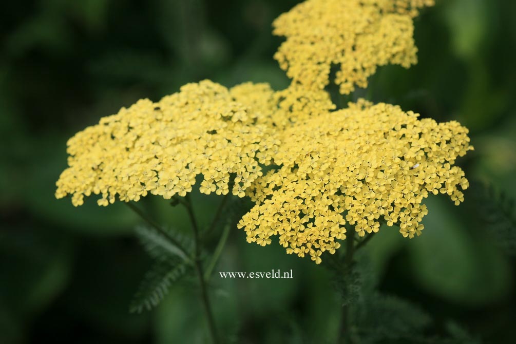 Achillea 'Credo'