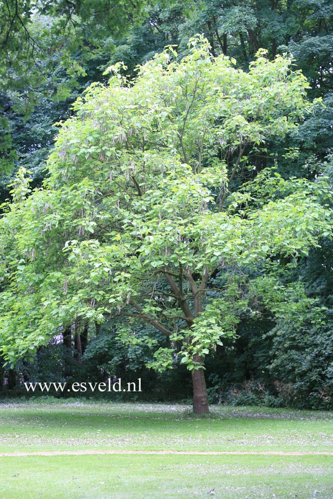 Catalpa bignonioides