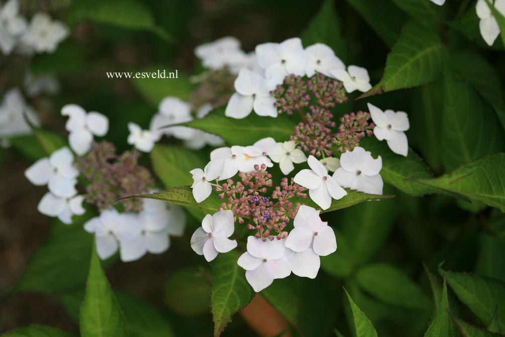 Hydrangea serrata 'Odoriko amacha'