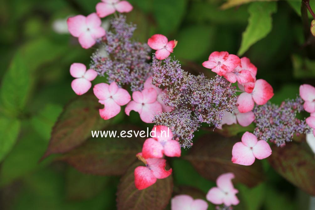 Hydrangea serrata 'Beni yama'