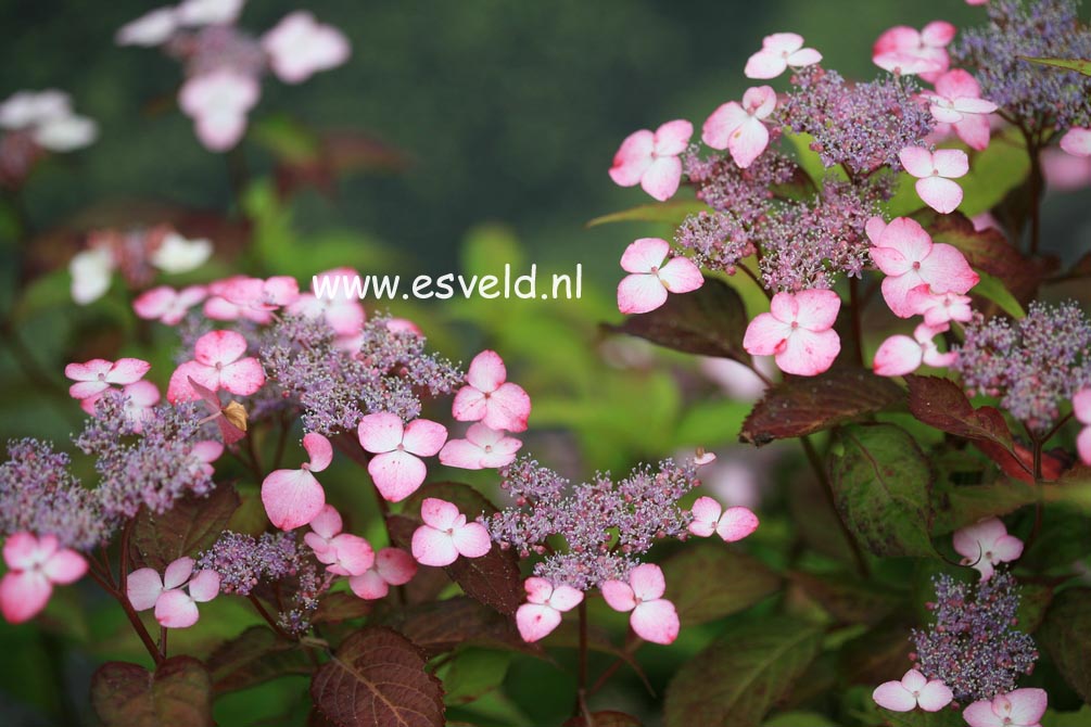 Hydrangea serrata 'Beni yama'