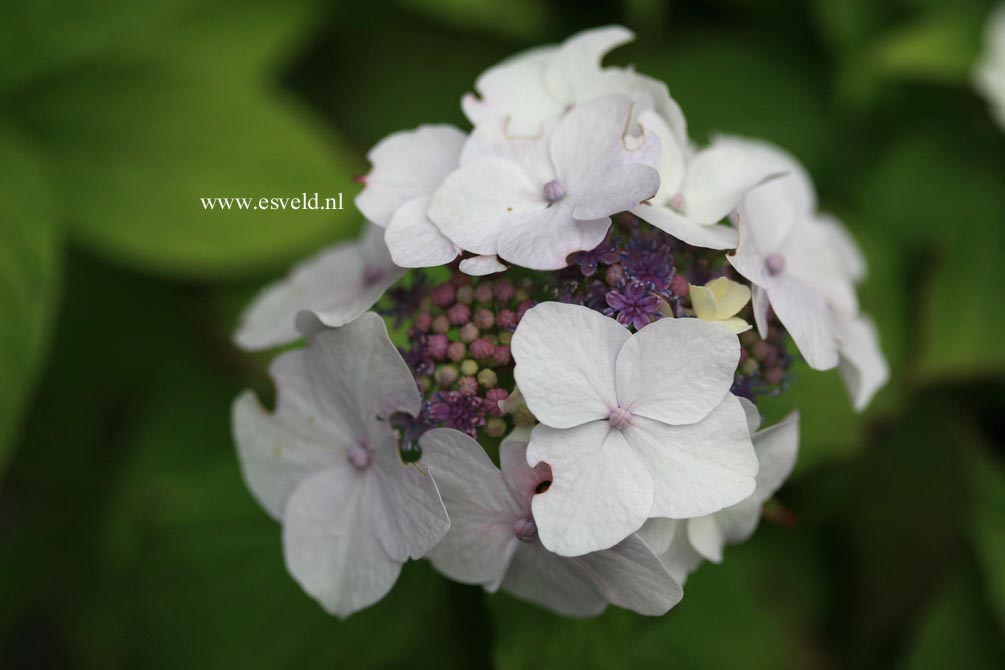 Hydrangea macrophylla 'Dandenong'