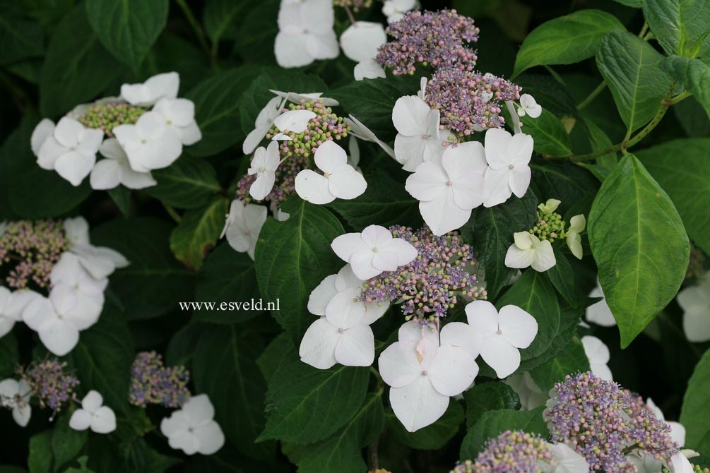 Hydrangea macrophylla 'Mariesii Grandiflora'