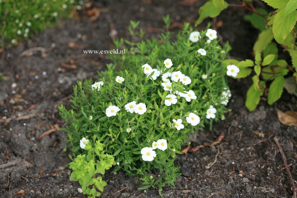 Arenaria montana