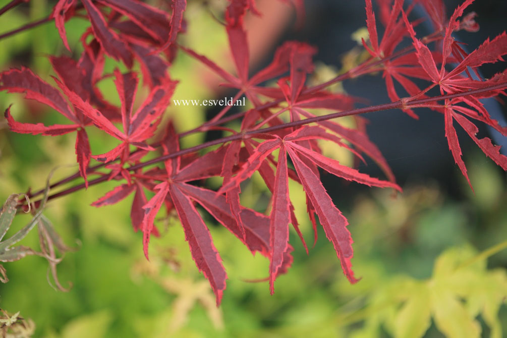 Acer palmatum 'Shirazz'