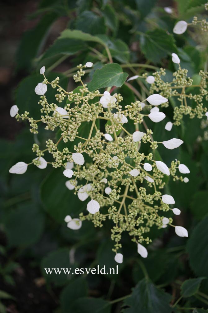 Schizophragma hydrangeoides