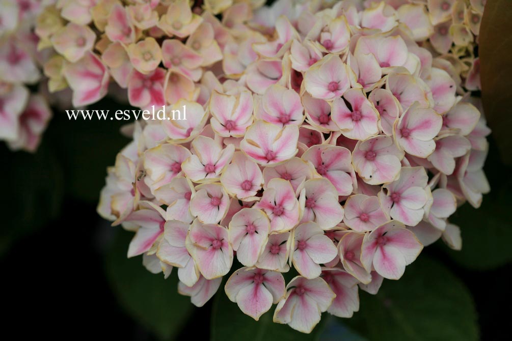 Hydrangea macrophylla 'Camilla'