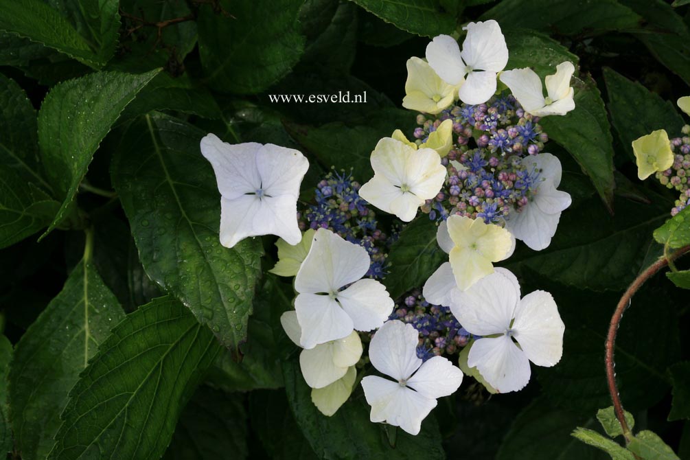 Hydrangea macrophylla 'Green Tonic'