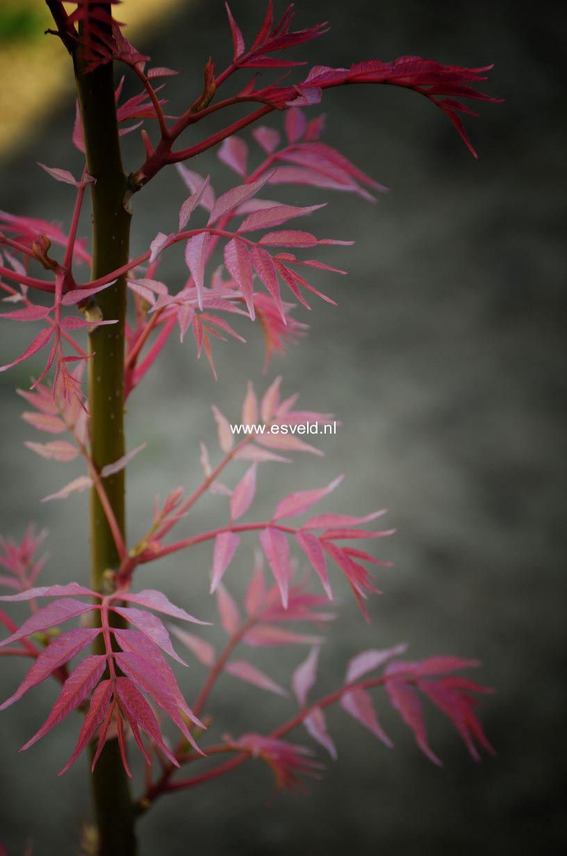 Toona sinensis 'Flamingo'