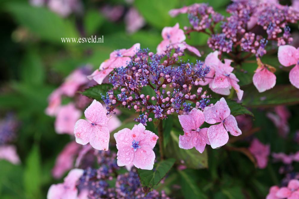 Hydrangea macrophylla 'Mariesii Lilacina'