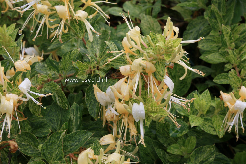 Lonicera japonica 'Mint Crisp'