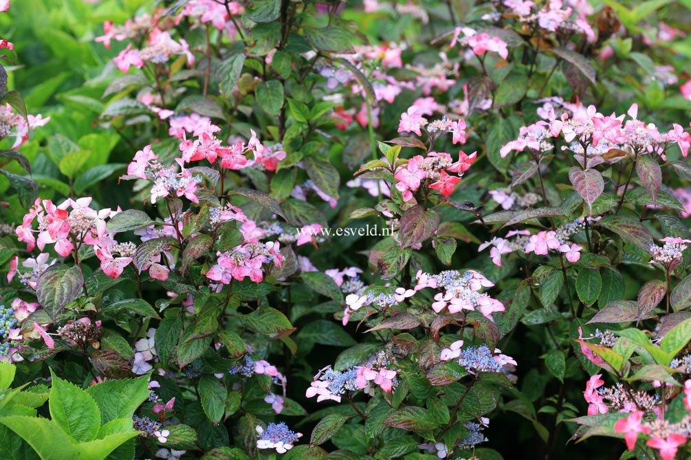 Hydrangea macrophylla 'Tokyo's Delight'