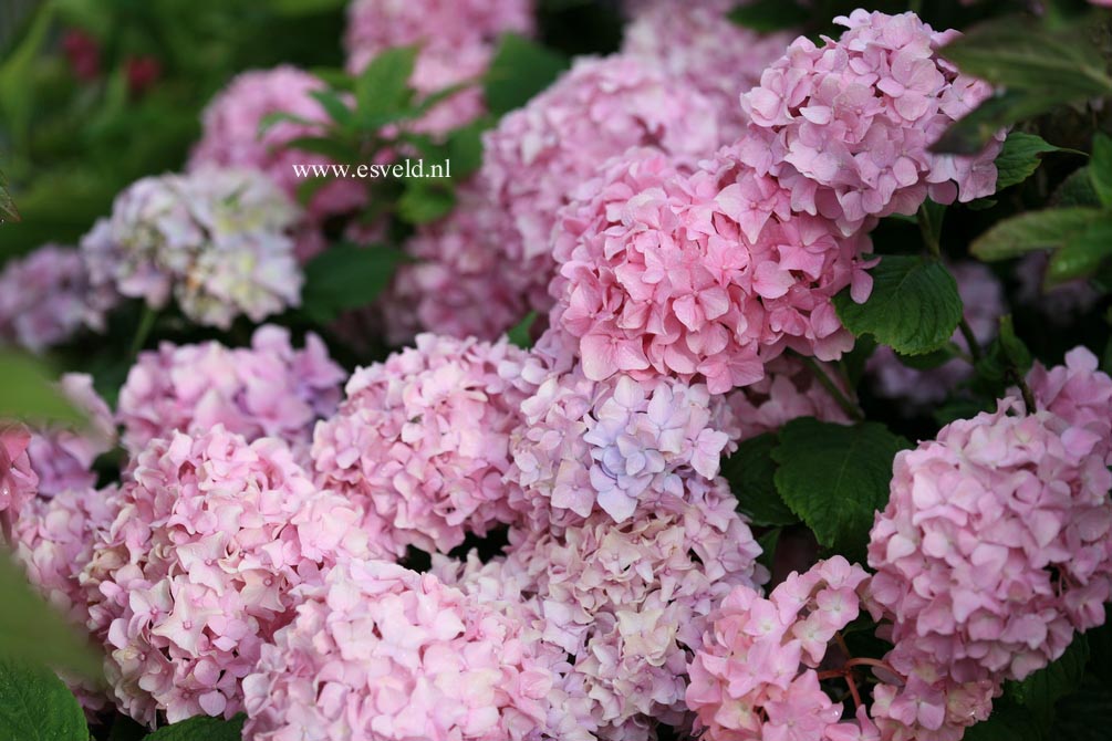 Hydrangea macrophylla 'Semperflorens','Bailmer'(ENDLESS SUMMER)