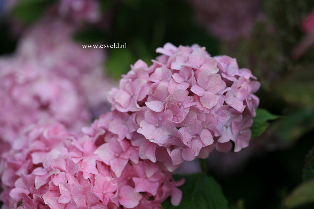 Hydrangea macrophylla 'Semperflorens','Bailmer'(ENDLESS SUMMER)