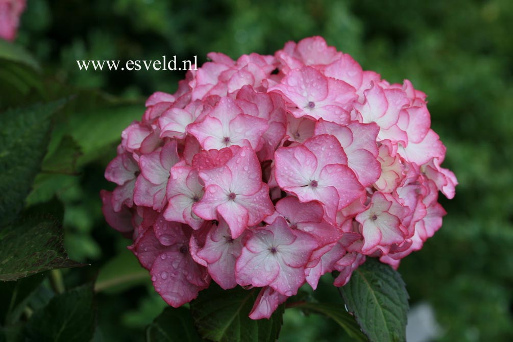 Hydrangea macrophylla 'Sabrina'