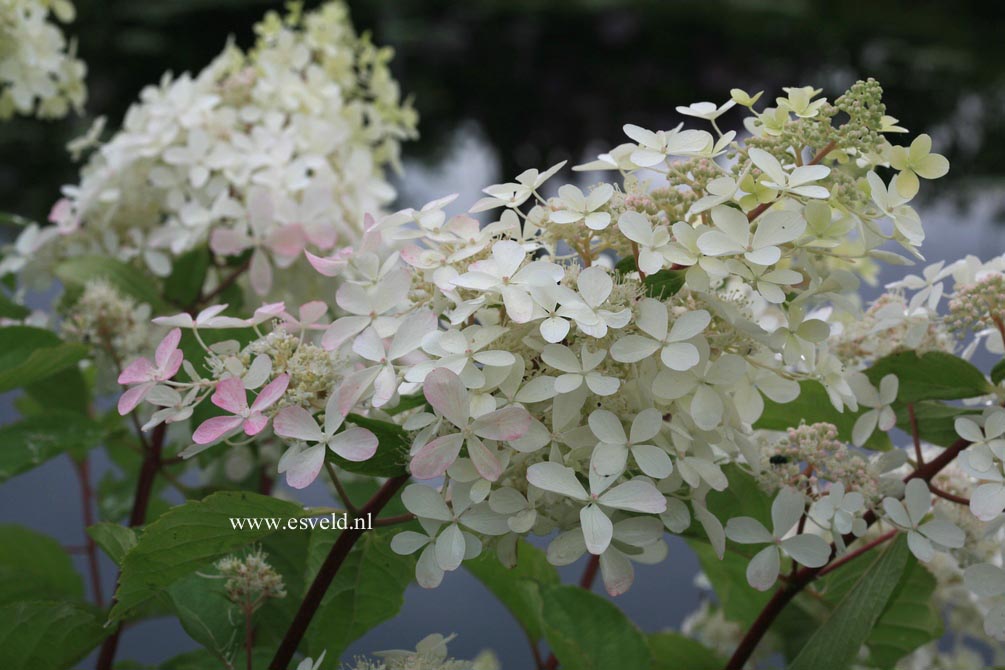 Hydrangea paniculata 'Ammarin'