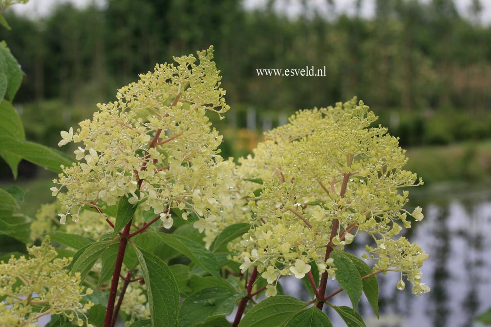 Hydrangea paniculata 'Phantom'