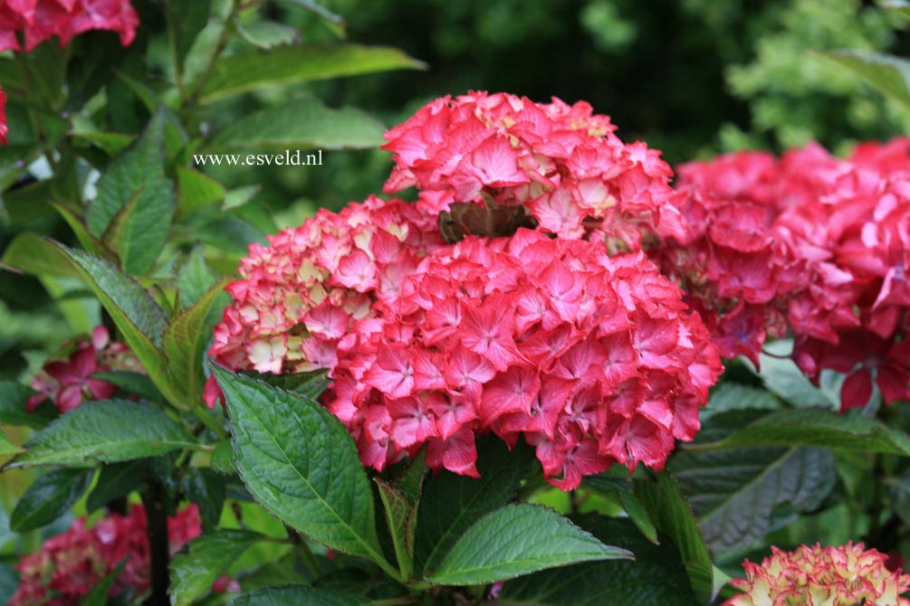 Hydrangea macrophylla 'Selma'