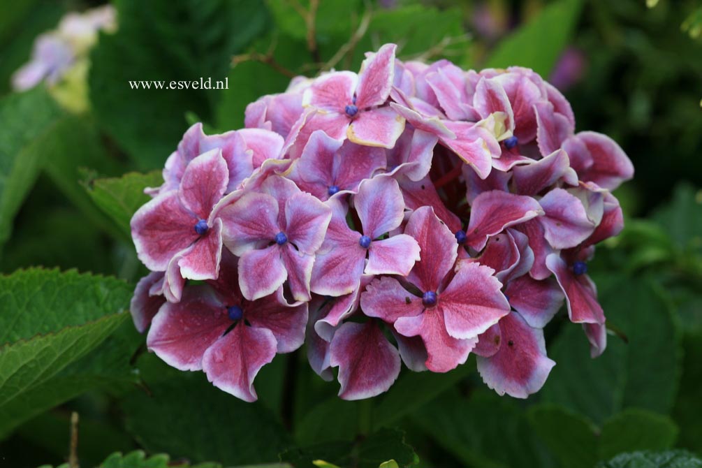 Hydrangea macrophylla 'Frau Taiko' (LADY TAIKO)