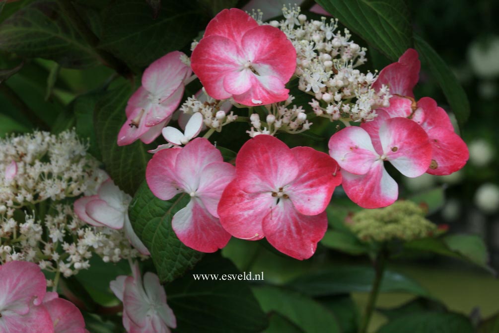 Hydrangea macrophylla 'Sandra'