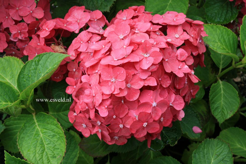 Hydrangea macrophylla 'Mme. G.J. Bier'