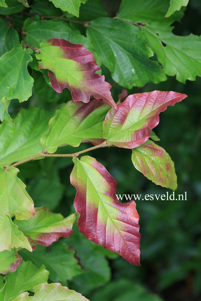 Parrotia persica 'Felicie'