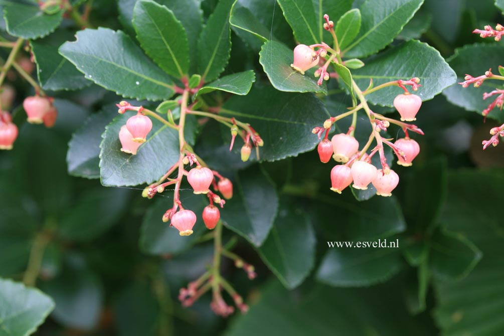 Arbutus unedo 'Rubra'