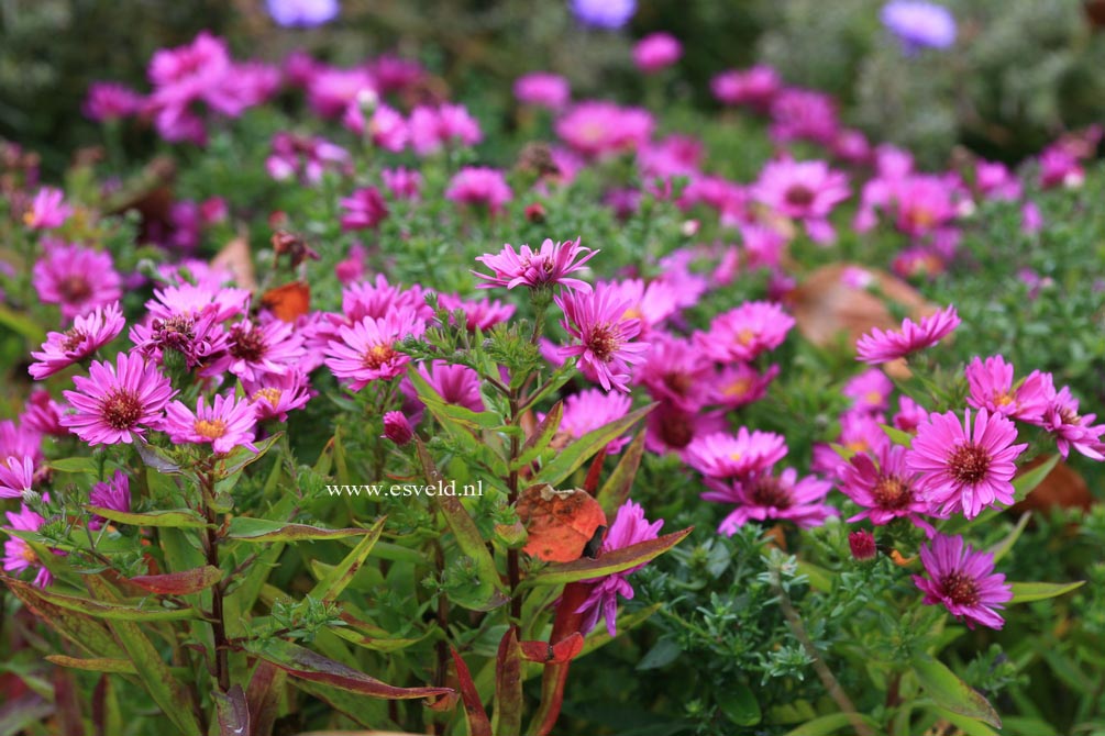 Aster 'Jenny'