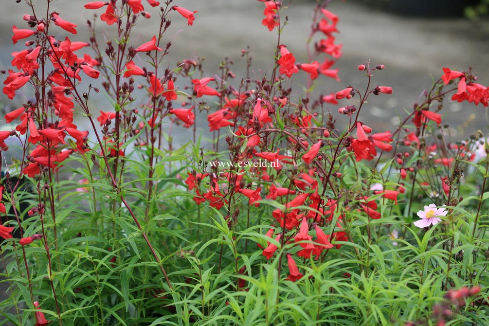 Penstemon 'Schoenholzeri'