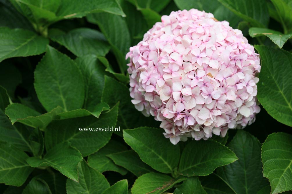 Hydrangea macrophylla 'Joseph Banks'