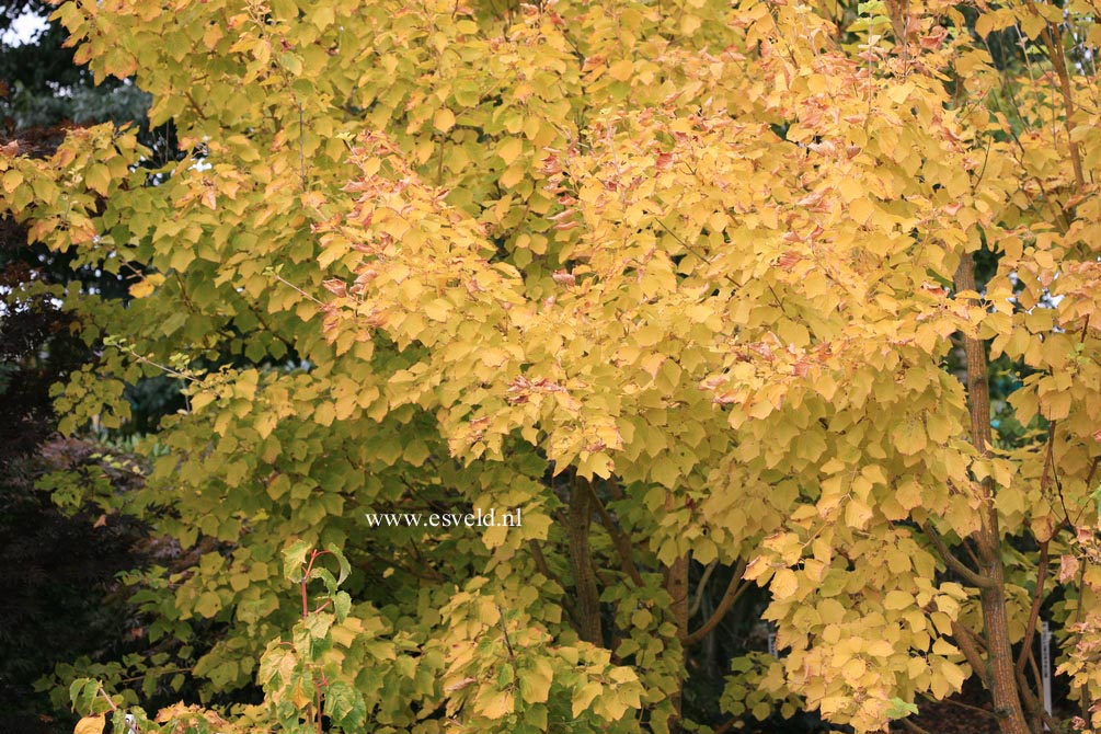 Acer rufinerve 'Erythrocladum'