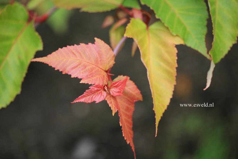 Acer capillipes 'Honeydew'