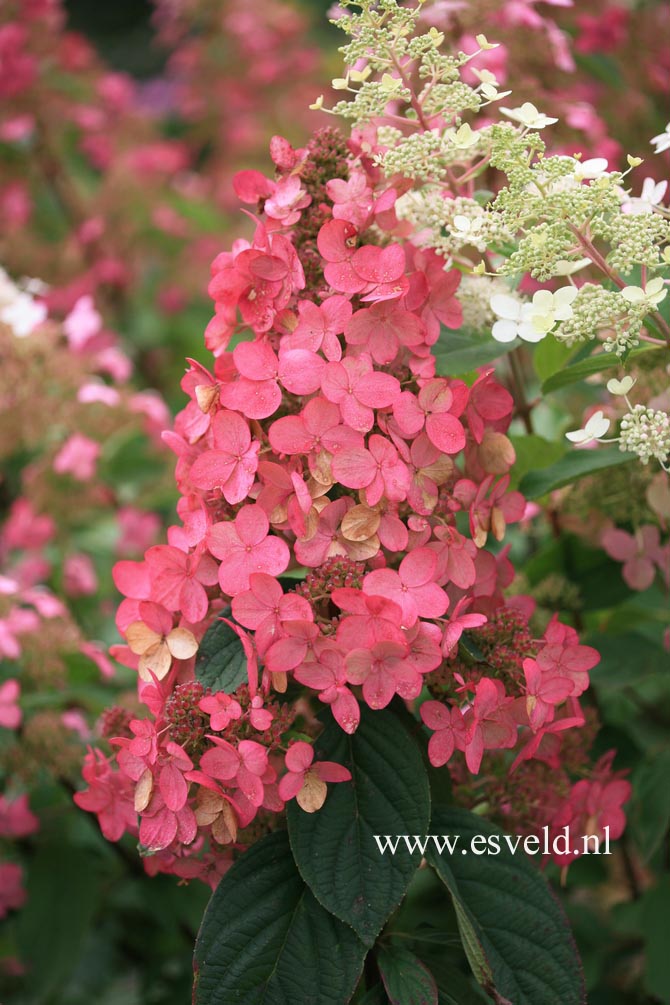 Hydrangea paniculata 'Pink Diamond'