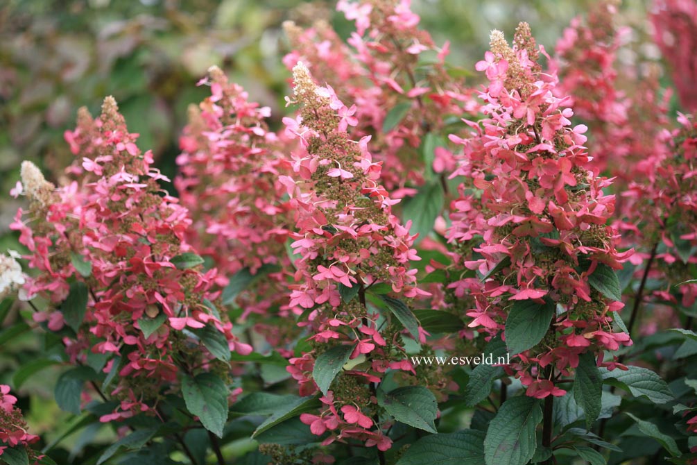 Hydrangea paniculata 'DVPinky' (PINKY WINKY)