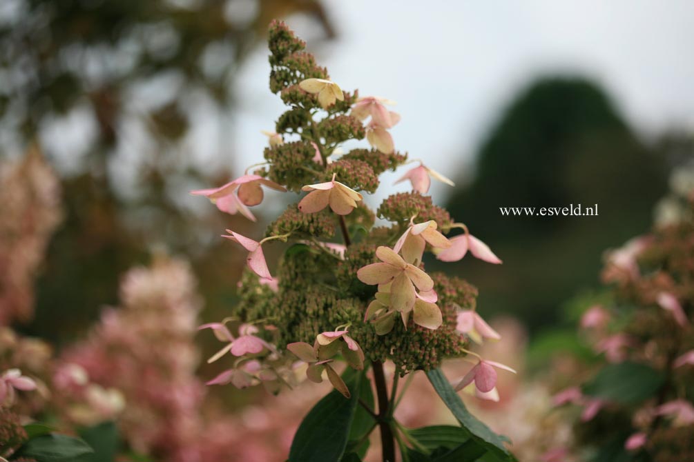 Hydrangea paniculata 'White Goliath'