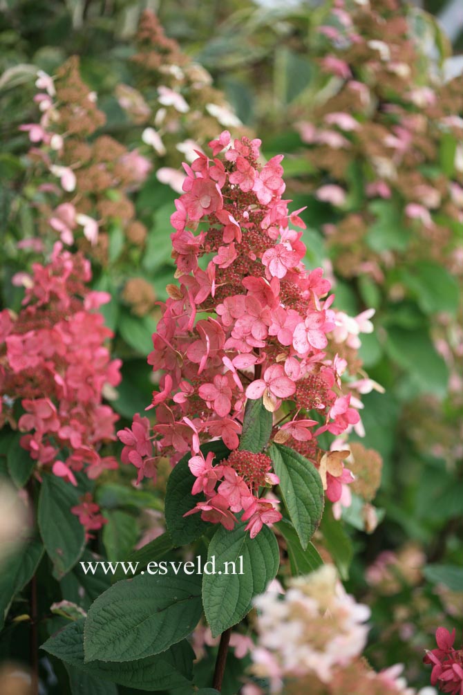 Hydrangea paniculata 'Dolly'