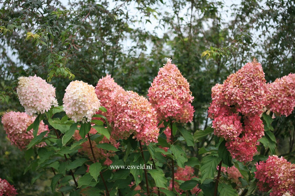 Hydrangea paniculata 'Megapearl'