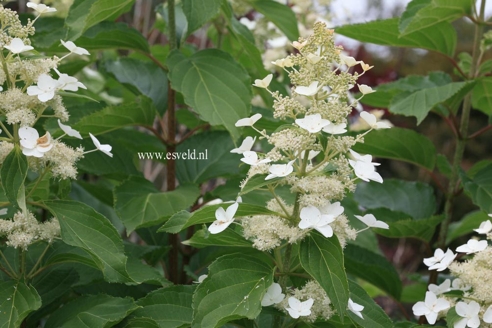 Hydrangea paniculata 'Papillon'