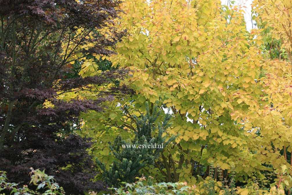 Acer rufinerve 'Erythrocladum'