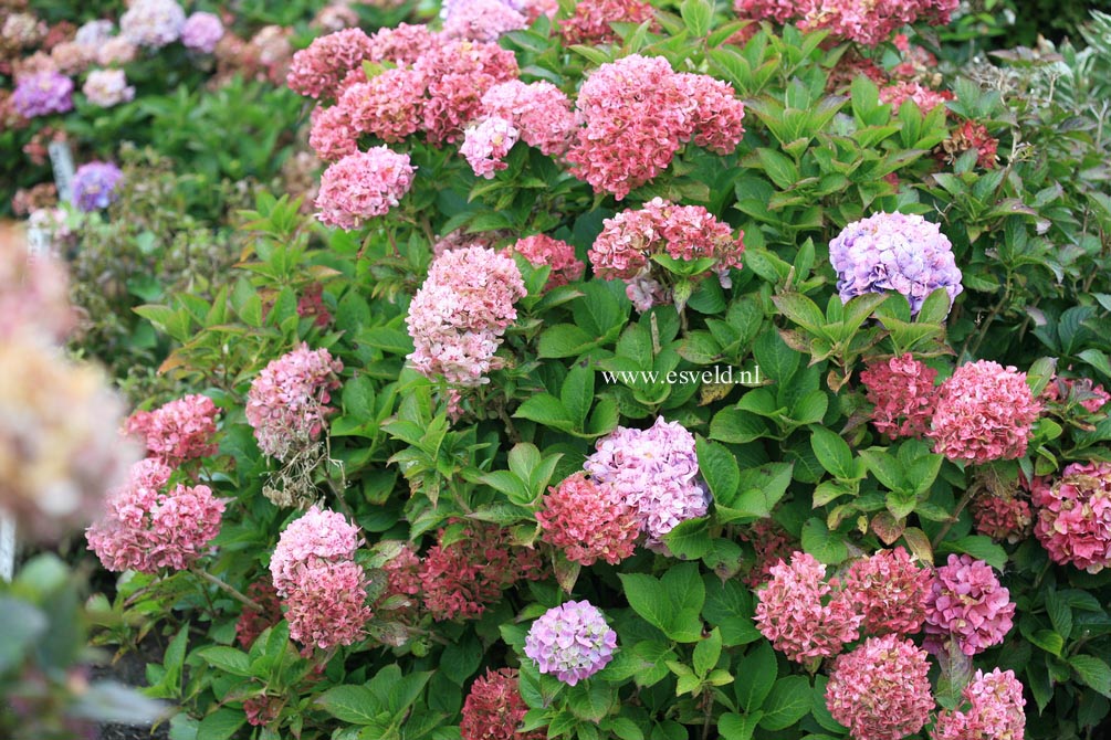 Hydrangea macrophylla 'Alpengluehn'