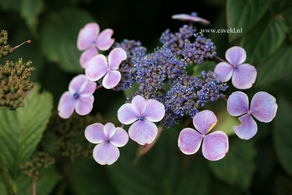 Hydrangea macrophylla 'Komochiana sezuka'