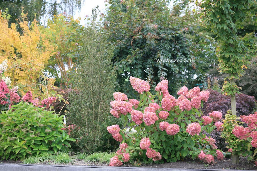 Hydrangea paniculata 'Phantom'