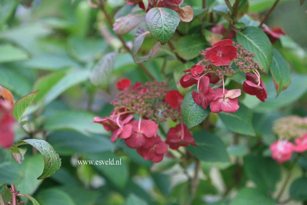 Hydrangea macrophylla 'Sandra'